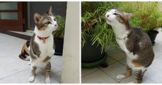 Découvrez Able, l'adorable chat kangourou qui marche sur 2 pattes !