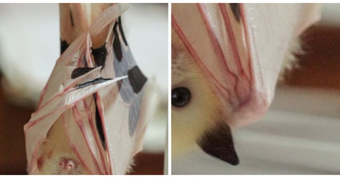 Une petite chauve-souris blanche fait la fierté d'une clinique vétérinaire en Australie