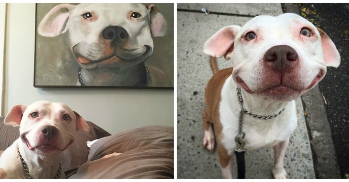 Ce chien n'arrête pas de sourire depuis que cet homme l'a sauvé de la rue