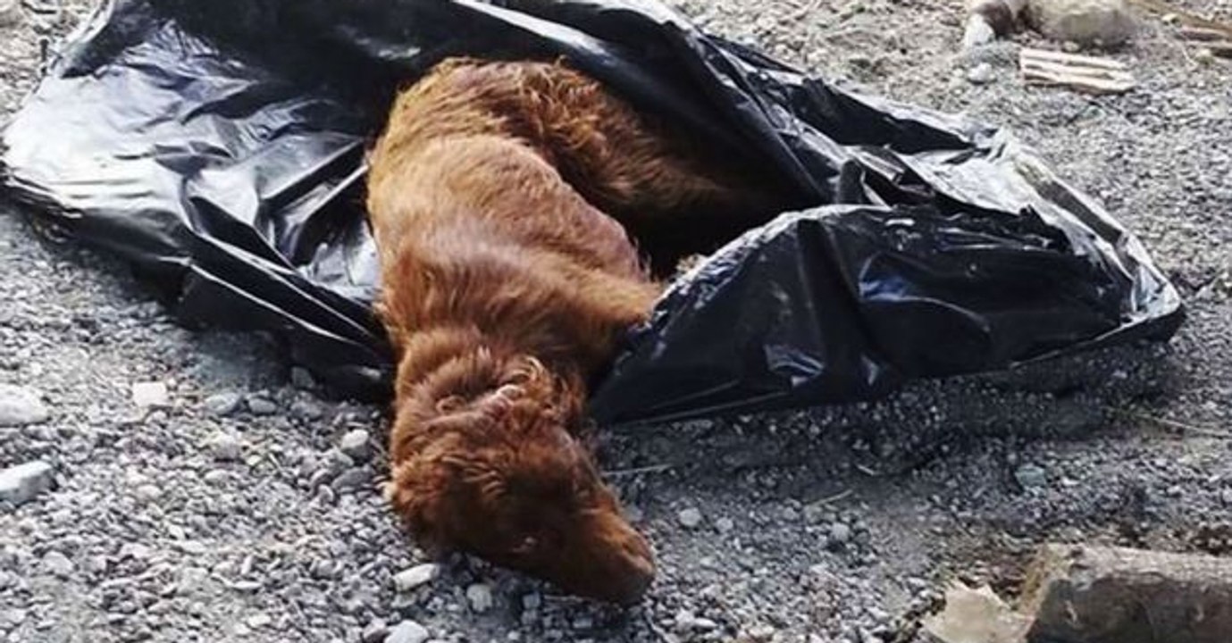 Une femme découvre un chien abandonné enfermé dans un sac poubelle !