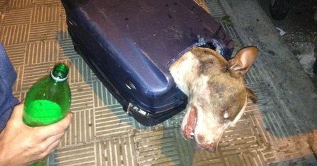 Ils ont trouvé cette chienne enfermée dans une valise jetée aux ordures...