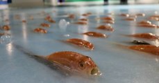 Au Japon, une patinoire abritant des centaines de poissons morts fait le buzz!