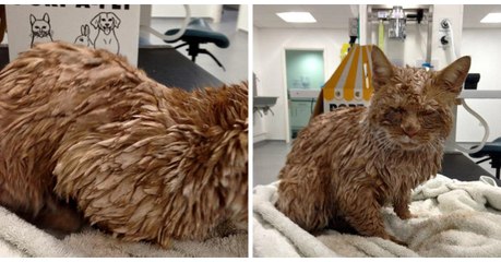 Une femme découvre un chat couvert de ciment devant sa porte !