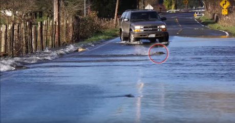 Aux USA, des dizaines de poissons ont été filmés traversant la route à la nage !
