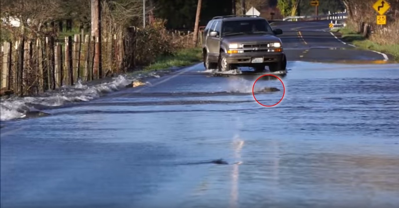 Aux USA, des dizaines de poissons ont été filmés traversant la route à la nage !