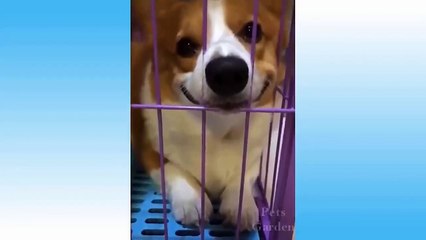 Video di animali divertenti - Funny video