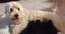 Un couple de chiens blancs donne naissance à 7 chiots... entièrement noirs!