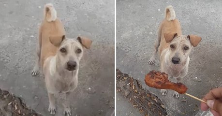 Tous les jours, cette chienne réclame à manger pour nourrir ses petits