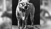 Thylacine (Tigre de Tasmanie) : éteint depuis 80 ans, cet animal recommence à faire surface