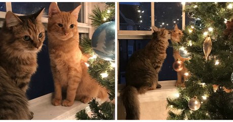 La photo de ces 2 chats qui s'embrassent près du sapin a déjà fait le tour du web