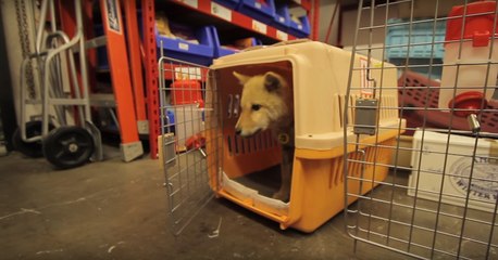 En Corée, cette chienne a été sauvée d'une ferme à viande où elle aurait finie mangée