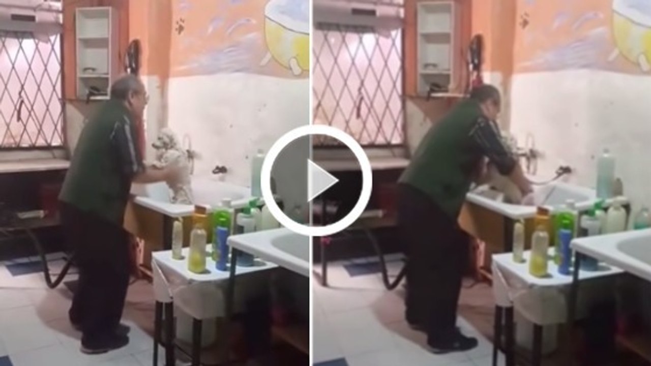 Animaux : un toiletteur danse avec un petit chien