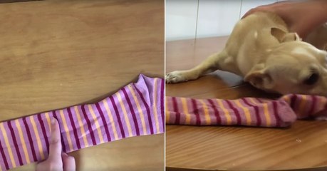 Bricolage : réaliser un pull pour chien à partir d'une chaussette