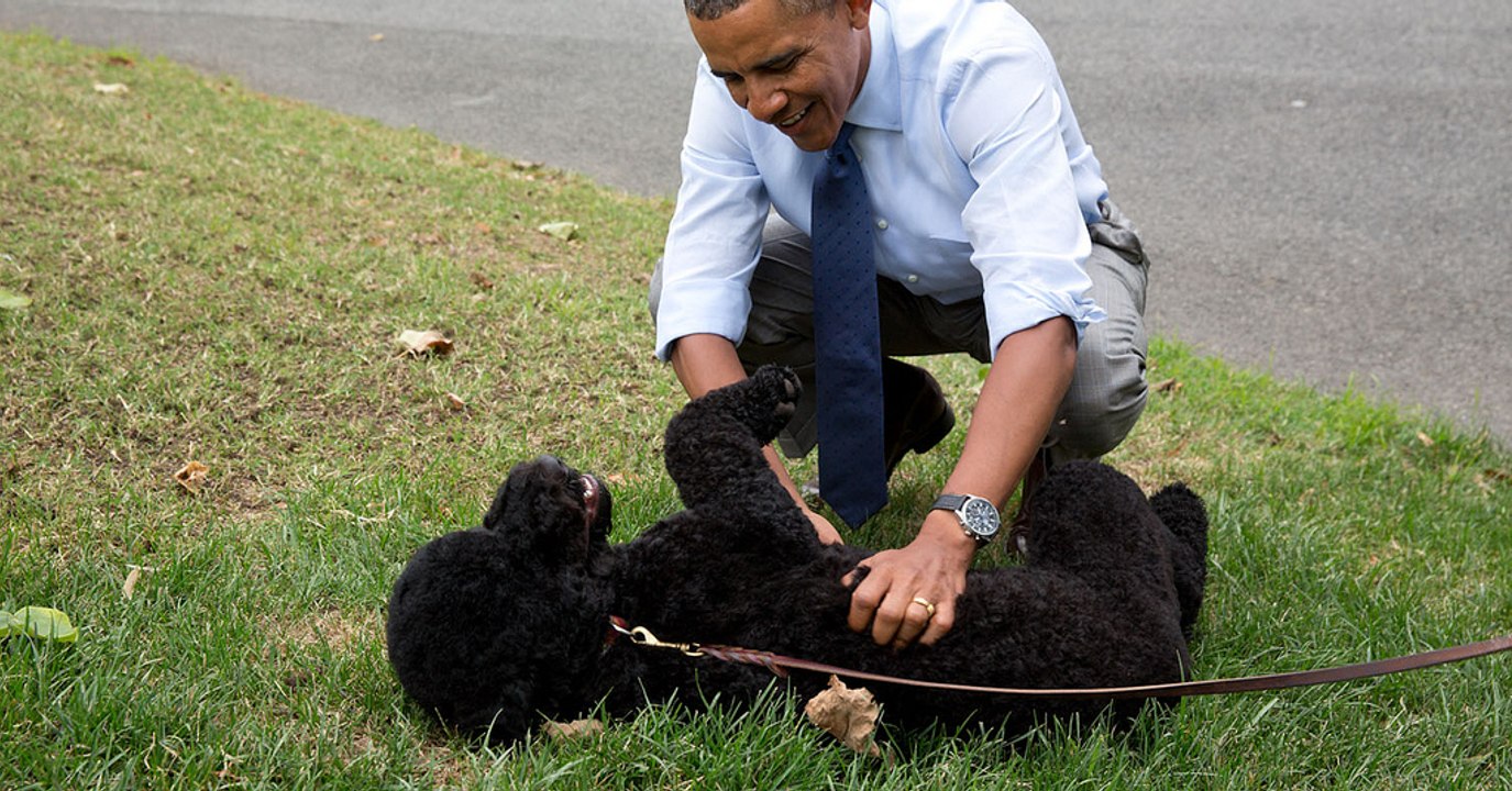Etats-Unis: La chienne de l'ex-président Obama mord une jeune fille à la Maison Blanche !