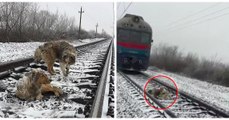 2 chiens couchés sur les rails se font rouler dessus par un train !