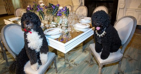 Etats-Unis: Dernier jour à la Maison Blanche pour les chiens de la famille Obama