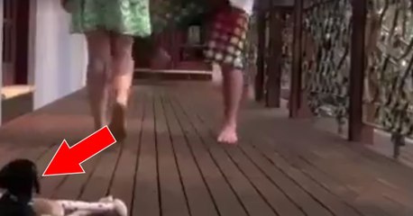 Ce chien défend sa maîtresse qui se fait frapper par un homme