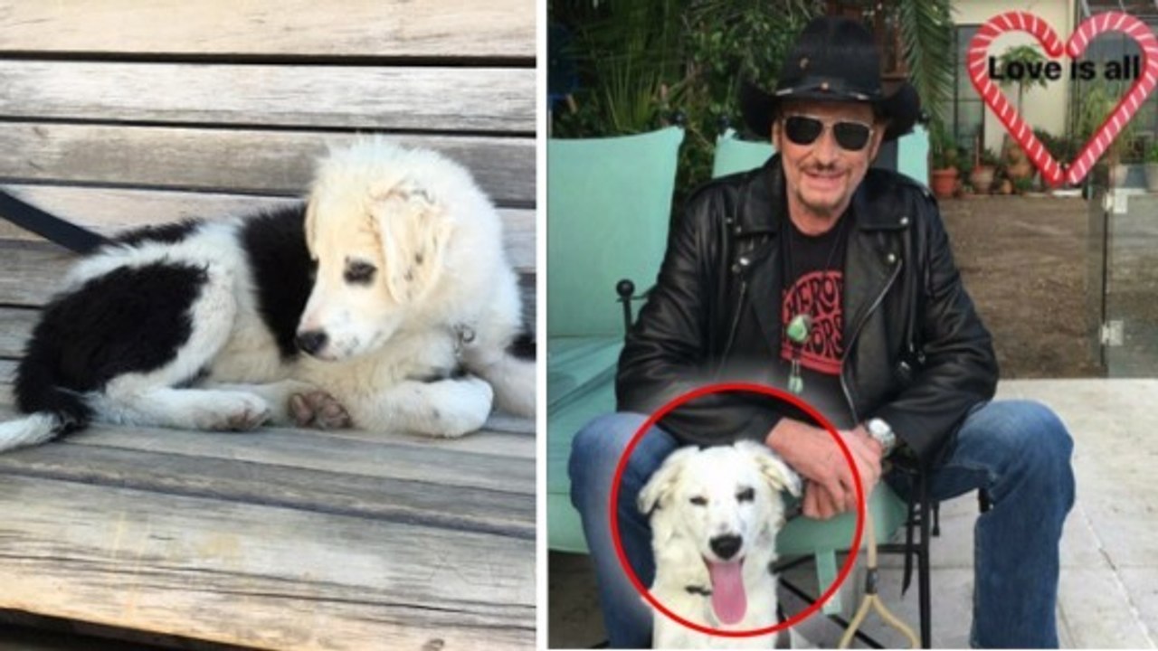 Johnny Hallyday : voilà ce qu'est devenue la petite chienne, nommée Cheyenne, que la célébrité avait adoptée ?