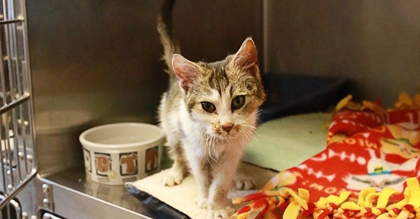 Un homme sauve un chaton mort de froid gelé dans une couverture