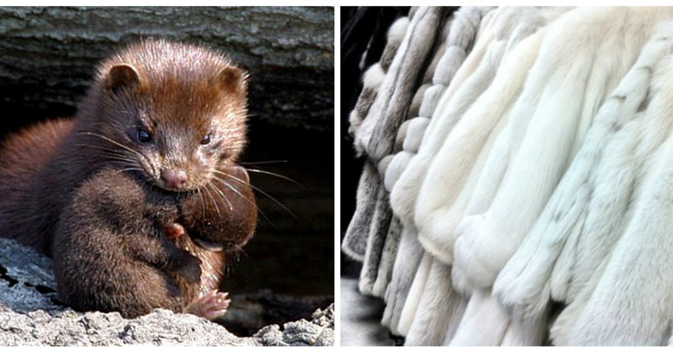 Elevages de visons : une association dévoile la triste vérité sur les fermes à fourrure