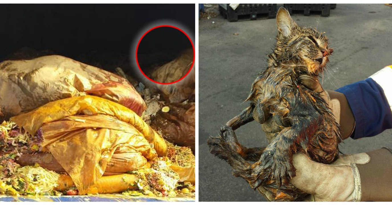 3 éboueurs sauvent un chaton abandonné au milieu des ordures de leur camion-poubelle