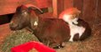 Un chat fait des massages à une chèvre enceinte et se prend pour une sage-femme!