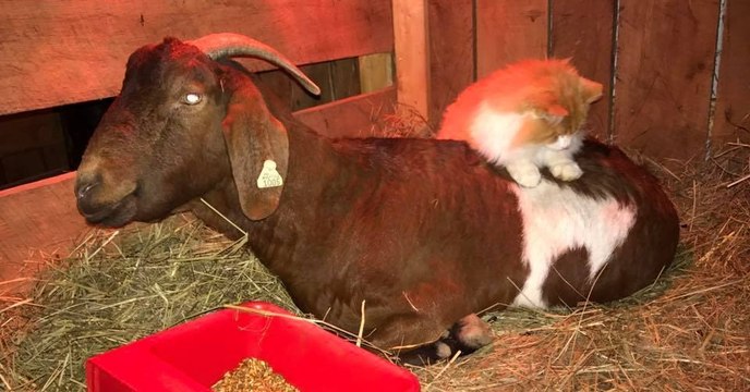 Un chat fait des massages à une chèvre enceinte et se prend pour une sage-femme!