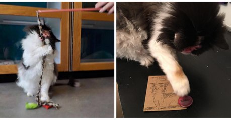 Ce chat sans visage a choqué le monde entier !