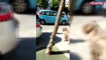 Accidente en Utrera tras perder el control de su vehículo un conductor de 80 años