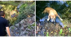 3 randonneurs sauvent un chien perdu en forêt et piégé dans un trou d'eau