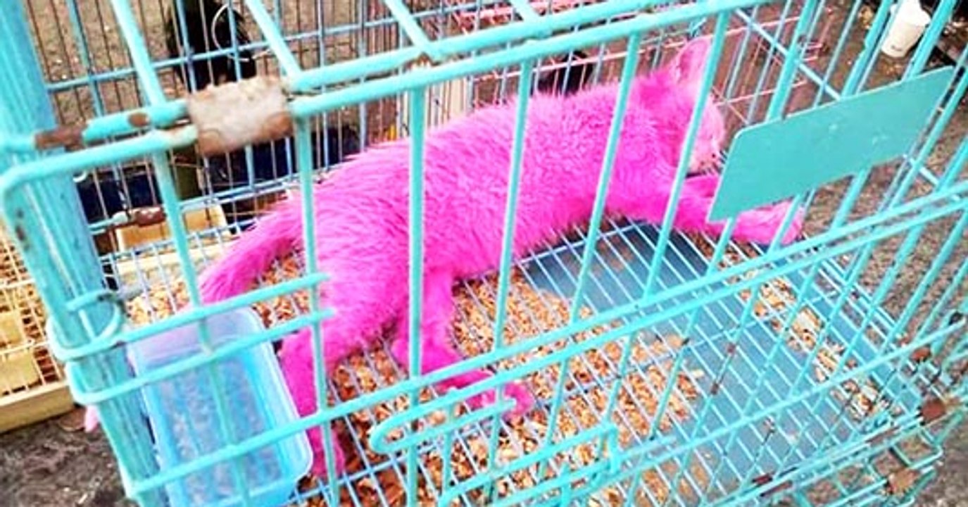 Un homme découvre ce chaton rose enfermé dans u...