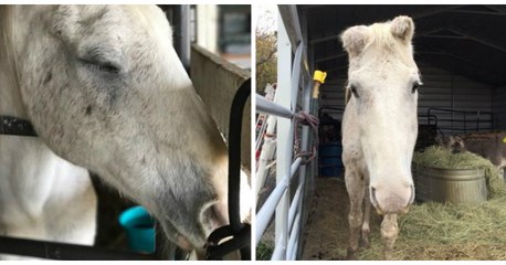 Un vieux cheval échappe à la mort en se faisant passer pour un âne !