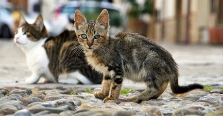 D'ici 2020, l'Australie s'apprête à tuer près de 2 millions de chats sauvages