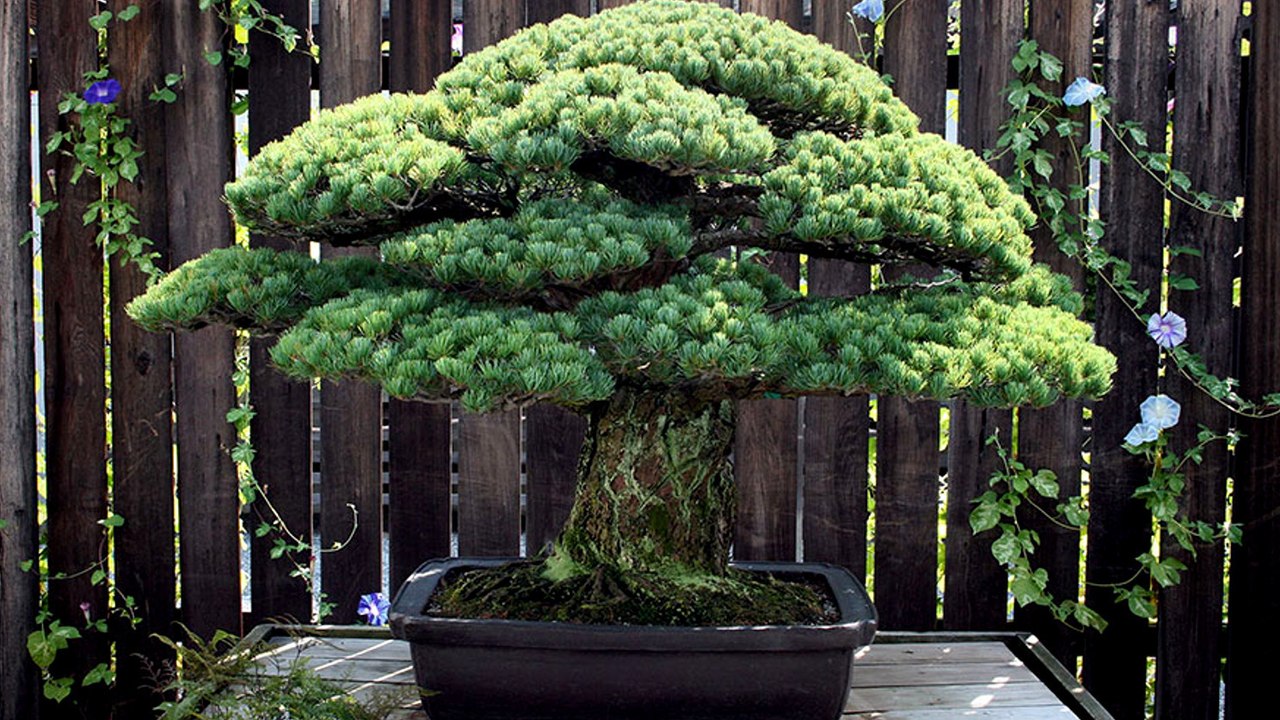 Planté en 1625, ce bonsaï de 391 ans a survécu à Hiroshima et continue de pousser