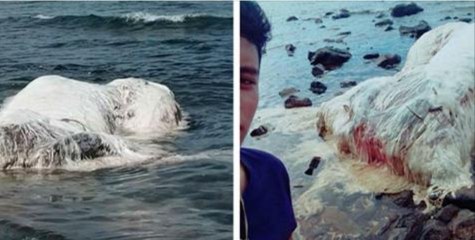Philippines : les habitants ont peur de cette carcasse animale d'origine inconnue échouée sur la plage