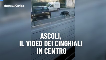 Ascoli, il video dei cinghiali in centro