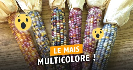 On a découvert un maïs arc-en-ciel!