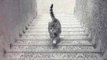 Illusion d'optique : Ce chat est-il en train de monter ou de descendre l'escalier ?