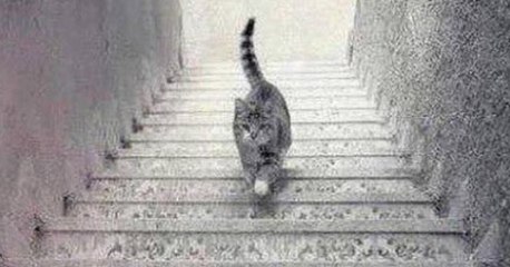 Illusion d'optique : Ce chat est-il en train de monter ou de descendre l'escalier ?