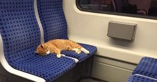 Allemagne : un chat prend le train sous le regard amusé des passagers