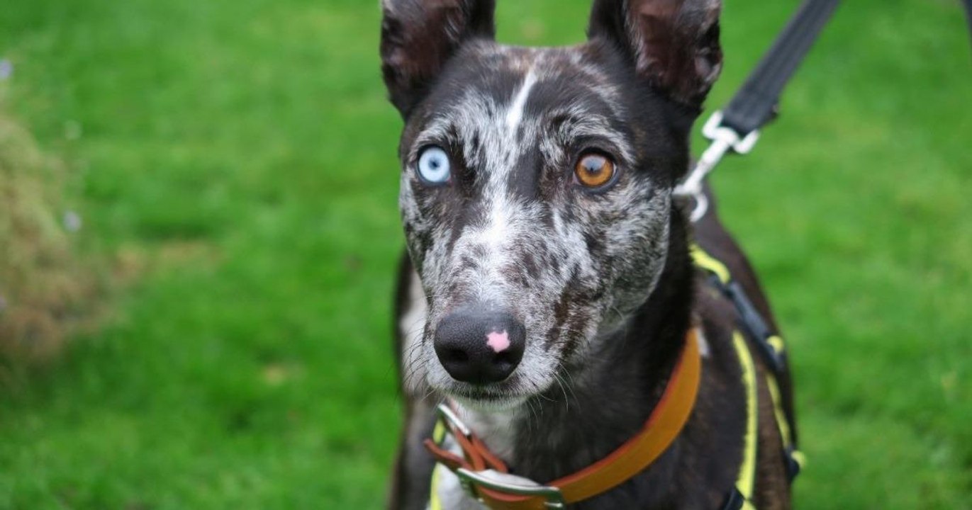 Bowie : le fils du défunt chanteur veut faire adopter le chien aux yeux vairons comme son père