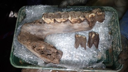 Des fouilles exhument des restes de mammouth et de rhinocéros laineux en Angleterre