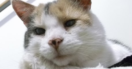 Sauvé du refuge, ce chat aveugle adore partir en excursion avec son nouveau maître