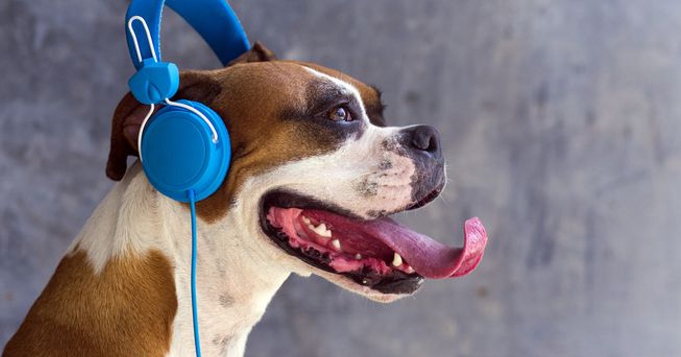 Les chiens aiment-ils la musique ? Oui, mais su...