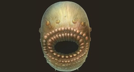 Une grosse bouche et pas d'anus : voilà à quoi pourrait ressembler notre plus vieil ancêtre commun !