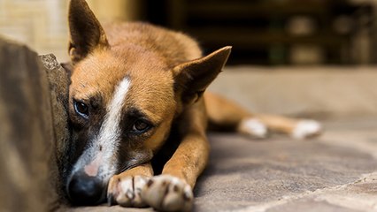 Haute-Saône : Une soixantaine d'animaux maltraités saisis par la SPA