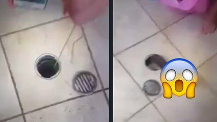 Ils sentent une drôle d'odeur dans la salle de bain et découvrent un animal mort dans le siphon de la douche !