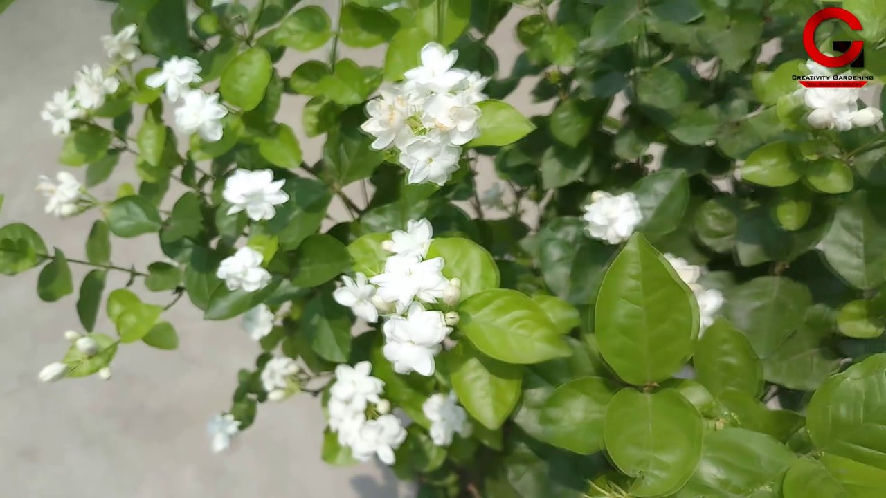 এরোমেটিক জুই গাছের শীতকালীন পরিচর্যা  | Aromatic Jui Special Care in Winter