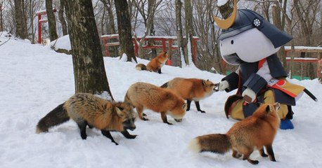 Japon : Découvrez "Zao Kitsune Mura", le village entièrement dédié aux renards