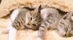 Ces 2 chatons adorent faire la sieste dans la pochette chauffante de leur maîtresse